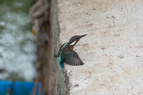 IMG_9319