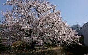 sakura