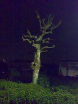 �ݥץ�