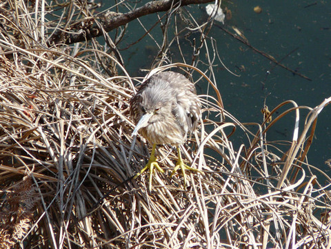 110204ゴイサギ(北総花の丘公園)s