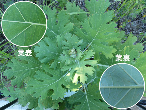 2,120827タケニグサ(北総花の丘公園)s