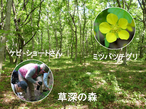 ⑥ 130426落葉樹の新緑(草深の森)