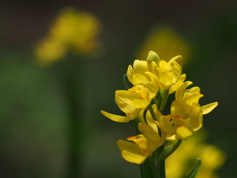 P4290053