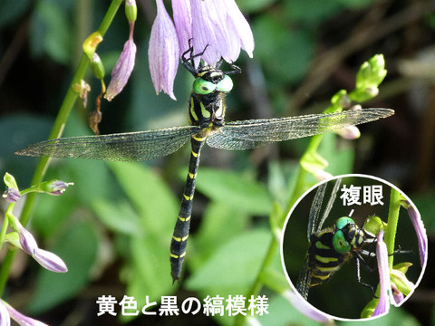 120904オニヤンマ(蒲谷津)s