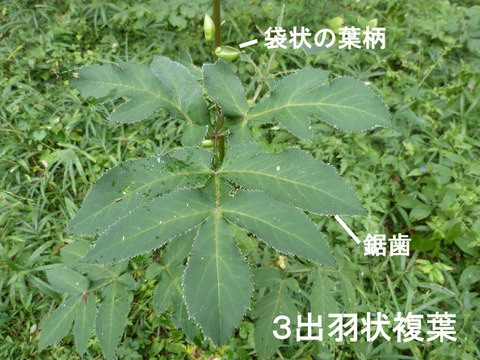 2,120922ノダケ(草深の森)s 文