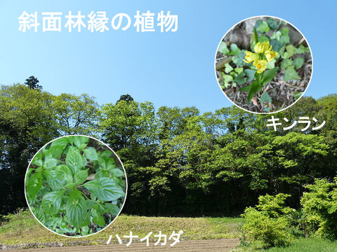 ② 130427 新緑の斜面林