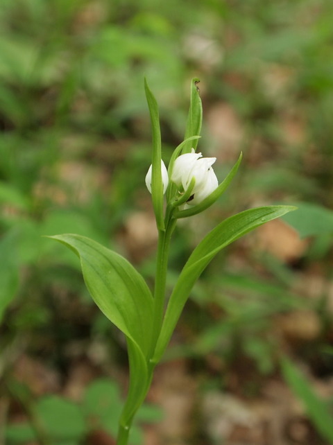 P4296568