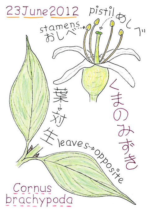 クマノミズキの花のつくりと葉のイラストs