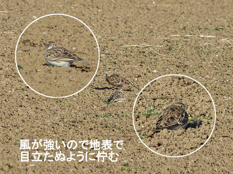 ① 130217ヒバリ2羽(大野)s 文字