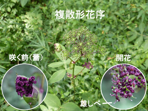 3,120922ノダケ(草深の森)s 文