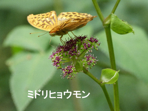 4,120922ノダケ(草深の森)ミドリヒョウモン♂s