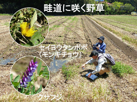⑤ 130427東谷津 クサフジ・モンキチョウ