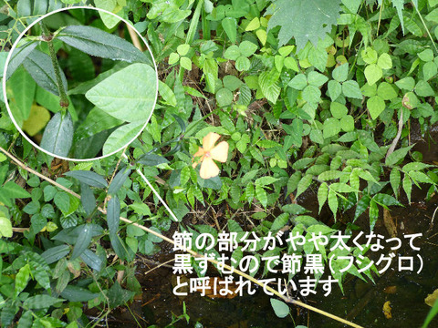 120729フシグロセンノウ(結縁寺)2s 文