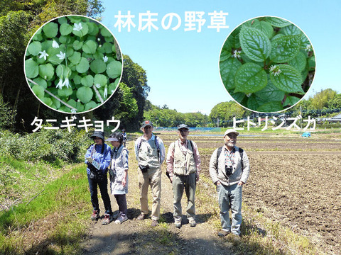 ④ 130427斜面林 タニギキョウ・ヒトリシズカ