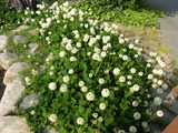 DSCF6367