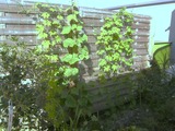 80f962e6.jpg