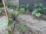 DSCF6394
