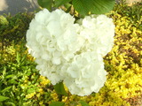 DSCF7146