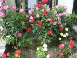 DSCF6371