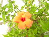 DSCF7287