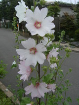 DSCF6413