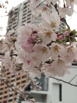 都会の桜2016