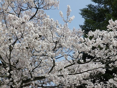 s-IMGP1423