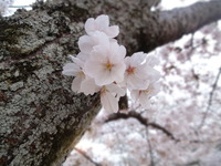 DSC00470