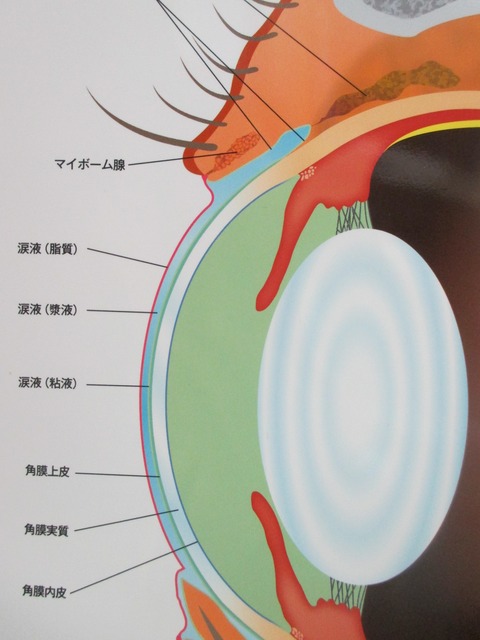 目の構造