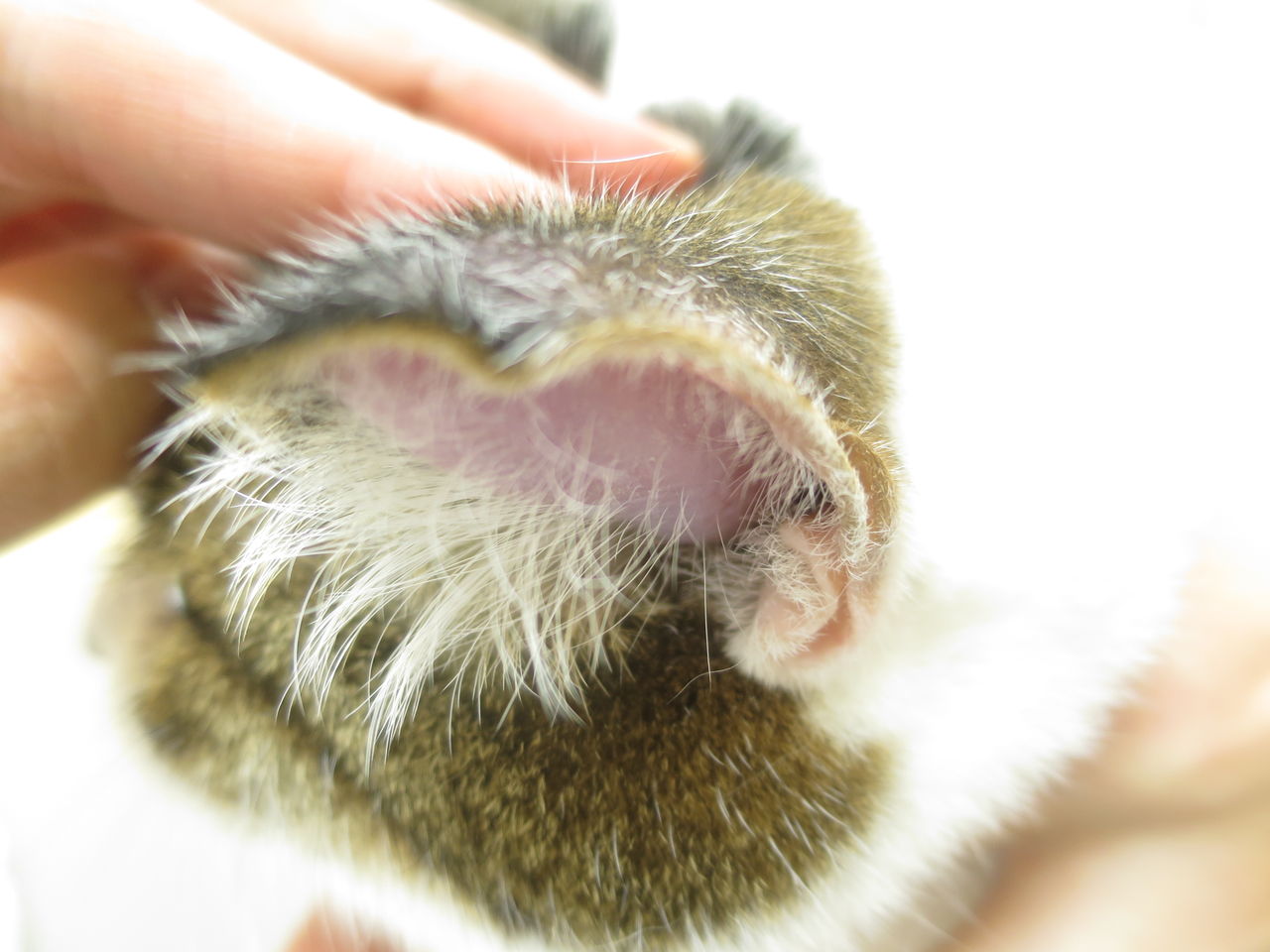猫耳朵正常分泌物图片,臭味,耳螨_大山谷图库