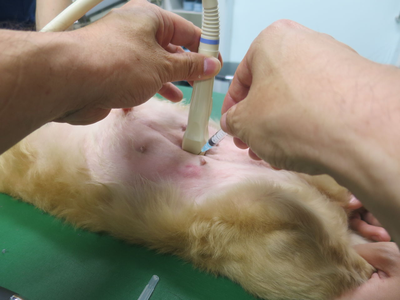 尿検査 | ならしの動物医療センター 尿検査 | ならしの動物医療センター