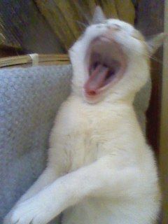 160718_1352 ♪こんなんなっちゃった~