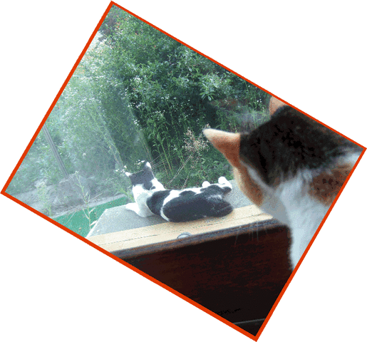 牛猫がくつろいでる