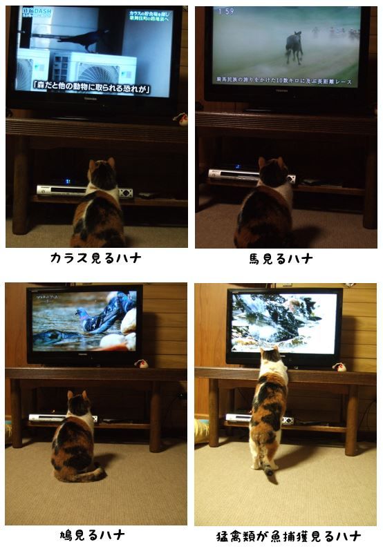 見るシリーズ