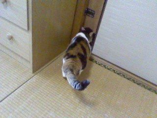 141025_0652~なに見てんだよ