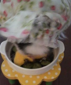 いただき
