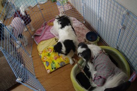 けーじ