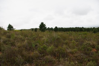 IMGP4475