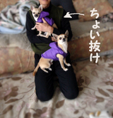 コンビ