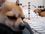 アダルト
