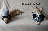 ちゃんと