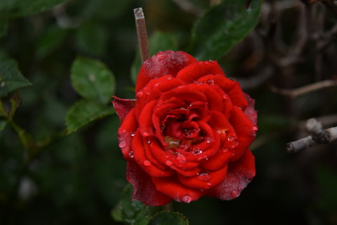 DSC_1873