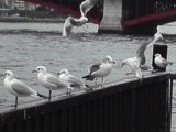 ウミネコ乱入