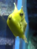コンゴウフグ