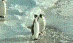 »ÅÊÖ¤·
