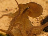 タコ