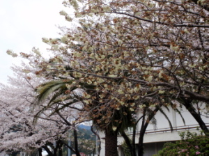 20100408_122655001