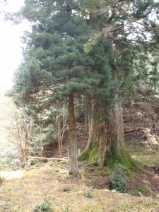 20100414_105537011