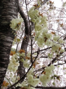 20100408_122855002