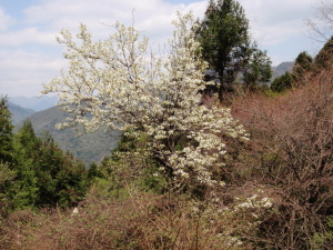 20100414_115759031